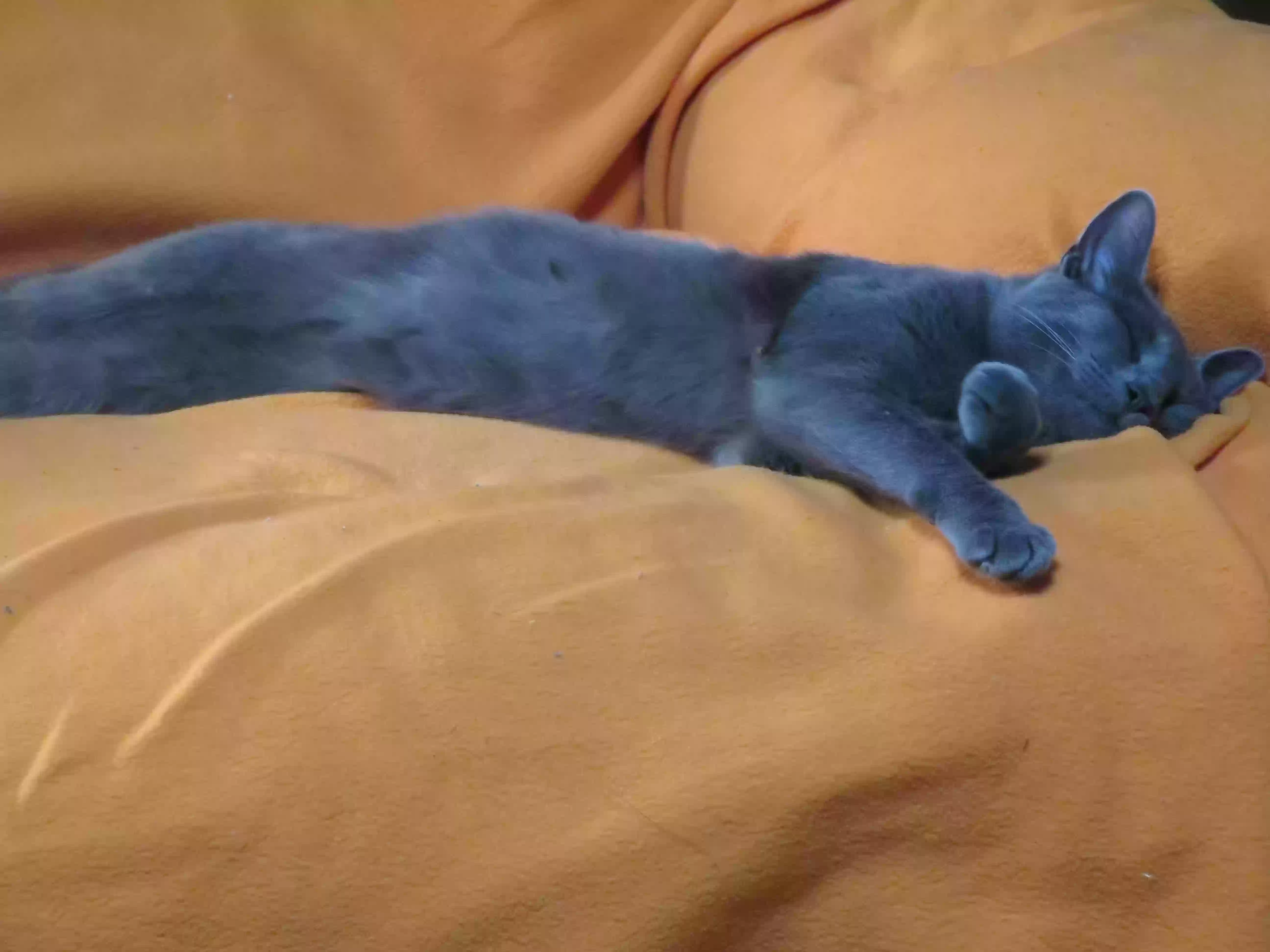 adoptable Cat in Carterville,IL named Lazyboy showed up 2 weeks ago friendly He loves to relax/recline so I call him Lazyboy